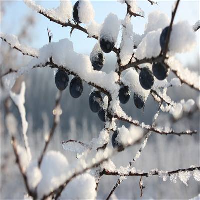 小球下100层游戏下载