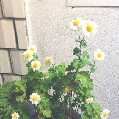 元素骑士团官方版下载